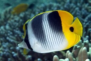 Butterflyfish Gallery: Pacific Double-Saddle Butterflyfish