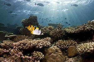 Images Dated 1st January 2012: Pacific double-sattle Butterflyfish - Stony Corals