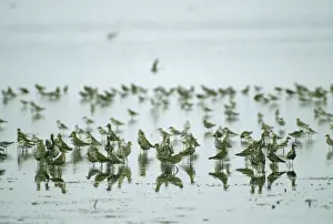 Mudflat Prints: Pacific Golden Plover / Asiatic / Lesser / Least Mai Po, Hong Kong