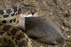 Images Dated 31st August 2009: Pacific Gopher Snake - eating Mouse - Oregon - USA