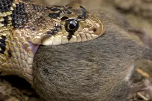Pacific Gopher Snake - eating Mouse - Oregon - USA