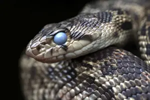 Pacific Gopher Snake - with eyes clouded prior to shedding skin - Oregon - USA