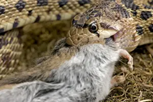 Swallowing Prints: Pacific Gopher Snake Head - eating Mouse - Oregon - USA