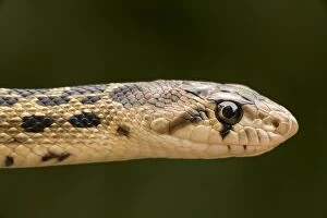 Images Dated 31st August 2009: Pacific Gopher Snake Head - Oregon - USA