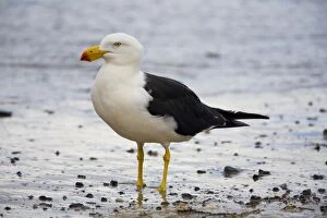 Images Dated 26th March 2008: Pacific Gull