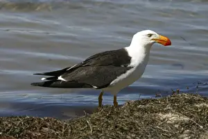 Pacific Gull Tasmania, Australia