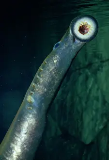 Mouths Prints: Pacific Lamprey - showing sucker Eel River, California, USA