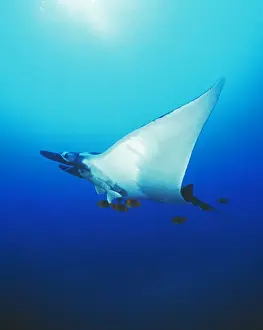 Remora Prints: Pacific Manta Ray AU 44 BS Attached to ray: Remoras (Echeneidae) “cleaner fish”