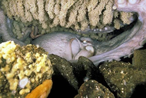 Giant Gallery: Pacific Northwest. Octopus brooding over