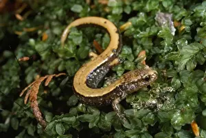 Salamanders Prints: Pacific Red-backed Salamander