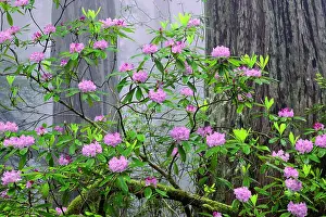 Mist Prints: Pacific Rhododendron in foggy redwood forest, Redwood National Park. Date: 03-06-2009