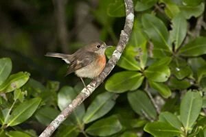 Pacific Robin female at the forest edge