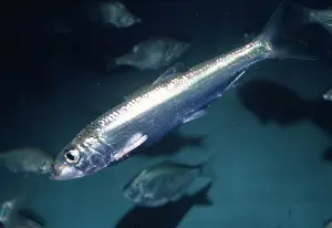 Edible Prints: Pacific Sardine Alaska to California