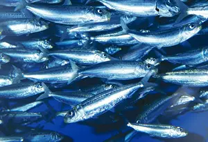 Sardine Prints: Pacific Sardine California to Mexico Fam: Clupeidae