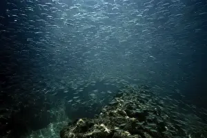 Sardine Prints: Pacific sardine - sea of cortez