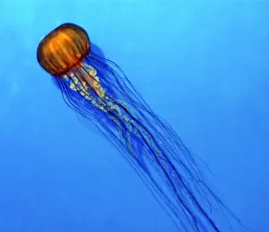 Jellyfish Prints: Pacific Sea Nettle Jellyfish - Cold waters of North Pacific. Bell up to 1m across