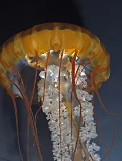 Pacific Sea Nettle Jellyfish - Cold waters of North Pacific. Bell up to 1m across