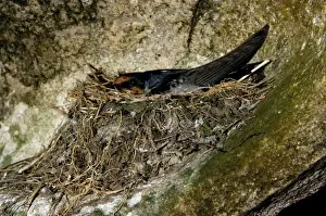 Pacific Swallow (adult) in its nest, built in a niche, carved by sea waves, under a huge volcanic boulder on a beach of Tioman Island, Malaysia; June. Ma39. 3743