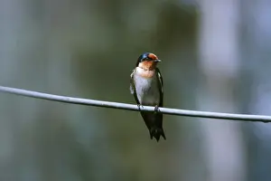 Swallows Prints: Pacific Swallow DH 802 Perched on branch Hirundo tahitica © Don Hadden / ARDEA LONDON