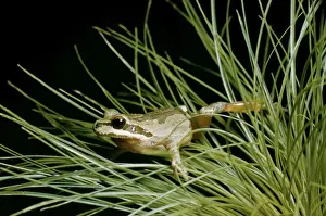 Pacific Tree / Pacific Chorus Frog KFO 98 West USA & Baja California, Mexico. Hyla regilla © Kenneth W. Fink / ARDEA LONDON