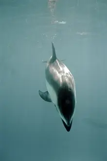 Pacific White-sided Dolphin