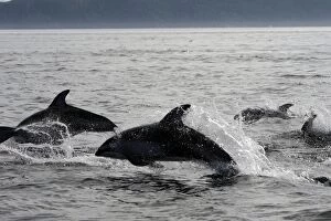 Images Dated 31st August 2007: Pacific White-sided Dolphin - group leaping. Johnstone strait - British Colombia - Canada