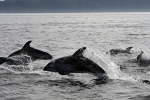 Images Dated 31st August 2007: Pacific White-sided Dolphin - group leaping. Johnstone strait - British Colombia - Canada