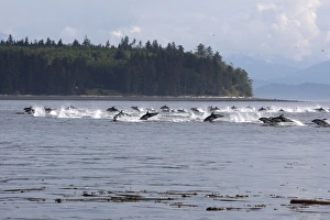 Images Dated 31st August 2007: Pacific White-sided Dolphin - group porpoising. Johnstone strait - British Colombia - Canada