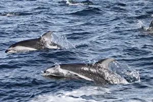 Pacific White-sided Dolphin - swimming. Johnstone strait - British Colombia - Canada