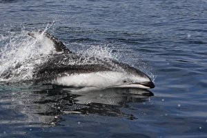 Images Dated 31st August 2007: Pacific White-sided Dolphin - swimming. Johnstone strait - British Colombia - Canada