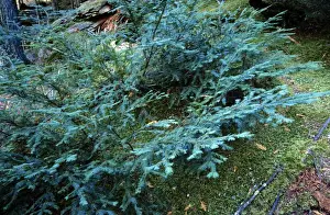 Yews Prints: Pacific Yew