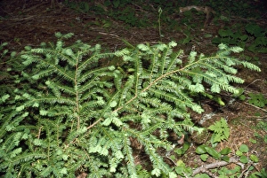 Images Dated 14th November 2006: Pacific Yew Tree North California coast to British Columbia & Rocky Mountains. Canada & USA