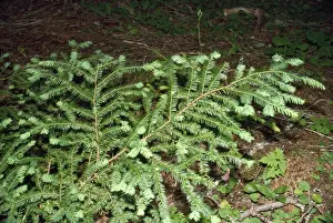 Yews Prints: Pacific Yew Tree North California coast to British Columbia & Rocky Mountains