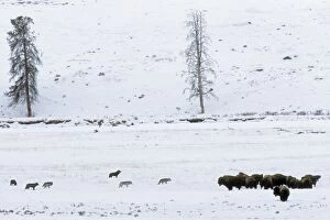 American Bison Gallery: A pack of Gray Wolves approach a small herd of bison in Yellowstone National Park, WY. Winter