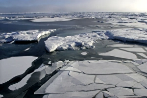 Images Dated 26th August 2003: Pack Ice - melting floes and breaking ice. Spitzbergen, north Svalbard