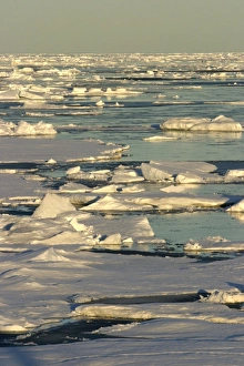 Images Dated 27th August 2003: Pack Ice. Nord Svalbard. Spitzberg