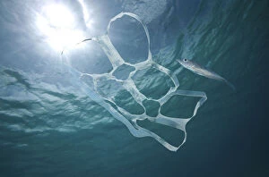 Ghost Nets Gallery: Six pack rings accompanied by a young horse mackerel