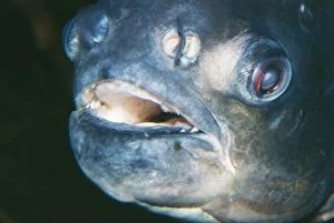 Images Dated 11th June 2004: Pacu Fish