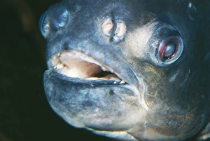 Images Dated 11th June 2004: Pacu Fish