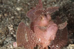 Images Dated 24th September 2013: Paddle-flap Scorpionfish