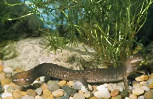 Newt Prints: Paddle-tailed Newt