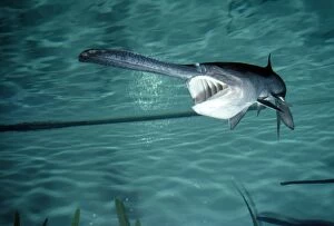 Images Dated 5th January 2012: Paddlefish - with mouth open - Mississippi River Basin - USA
