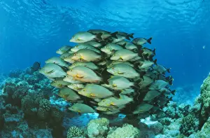 Seabed Prints: Paddletail Snapper KA 44 Shoal