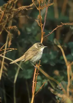 Uk Alien Prints: Paddyfield Warbler - October Isles of Scilly, UK