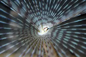 Tentacles Prints: Paecock Fanworm with tentacles extended, NE Atlantic and Mediterranean sea bed