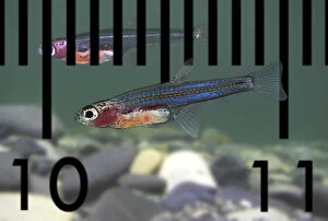 Fresh Water Fish Gallery: Paedocypris progenetica. Photographed in aquarium