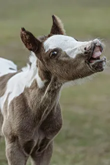Behavior Collection: Paint foal (colt) with lip curled Date: 02-04-2007