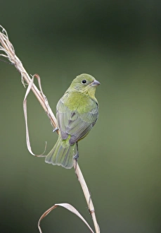 Images Dated 3rd March 2005: Painted Bunting - female south Florida, USA