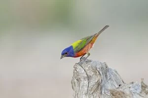 Images Dated 30th April 2012: Painted Bunting - male
