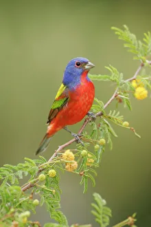 Images Dated 3rd March 2005: Painted Bunting - male